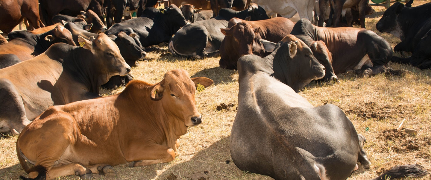 A heard of cow