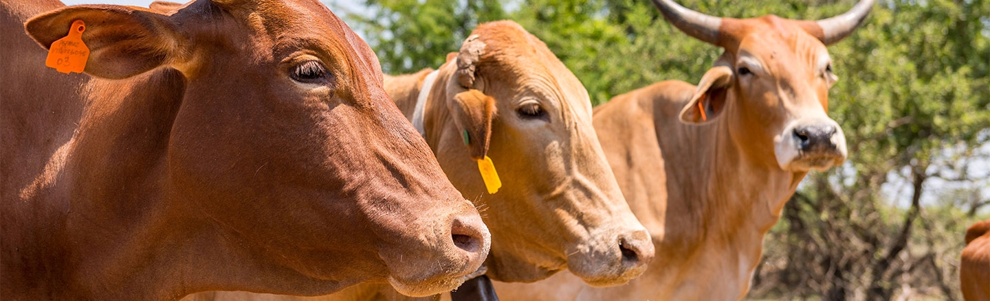 Livestock revitalisation programme