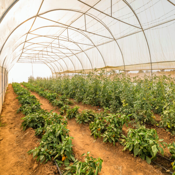 Investing Beyond Mining greenhouse